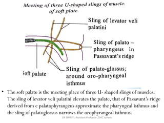 ANATOMY of HARD and SOFT PALATE. pptx | PPTX