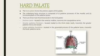 Palate, ANATOMY(DENTAL) AND EVERYTHING YOU NEED | PPTX
