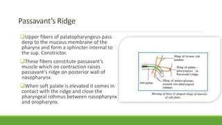 palate anatomy | PPTX