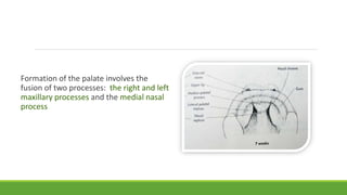 palate anatomy | PPTX