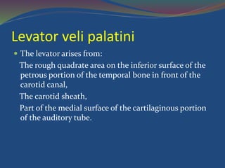 Levator veli palatini
 The levator arises from:
The rough quadrate area on the inferior surface of the
petrous portion of the temporal bone in front of the
carotid canal,
The carotid sheath,
Part of the medial surface of the cartilaginous portion
of the auditory tube.
 