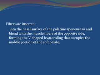 Fibers are inserted:
into the nasal surface of the palatine aponeurosis and
blend with the muscle fibers of the opposite side,
forming the V-shaped levator sling that occupies the
middle portion of the soft palate.
 