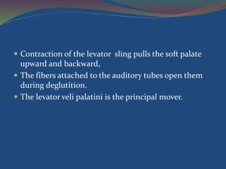  Contraction of the levator sling pulls the soft palate
upward and backward,
 The fibers attached to the auditory tubes open them
during deglutition.
 The levator veli palatini is the principal mover.
 