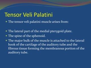 Tensor Veli Palatini
 The tensor veli palatini muscle arises from:
 The lateral part of the medial pterygoid plate.
 The spine of the sphenoid.
 The major bulk of the muscle is attached to the lateral
hook of the cartilage of the auditory tube and the
fibrous tissue forming the membranous portion of the
auditory tube.
 