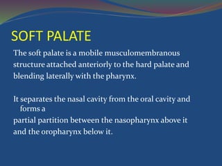 SOFT PALATE
The soft palate is a mobile musculomembranous
structure attached anteriorly to the hard palate and
blending laterally with the pharynx.
It separates the nasal cavity from the oral cavity and
forms a
partial partition between the nasopharynx above it
and the oropharynx below it.
 