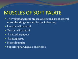 MUSCLES OF SOFT PALATE
 The velopharyngeal musculature consists of several
muscular slings formed by the following:
 Levator veli palatini
 Tensor veli palatini
 Palatopharyngeus
 Palatoglossus
 Musculi uvulae
 Superior pharyngeal constrictor.
 
