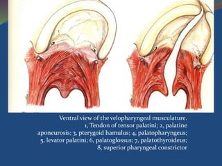 Ventral view of the velopharyngeal musculature.
1, Tendon of tensor palatini; 2, palatine
aponeurosis; 3, pterygoid hamulus; 4, palatopharyngeus;
5, levator palatini; 6, palatoglossus; 7, palatothyroideus;
8, superior pharyngeal constrictor
 