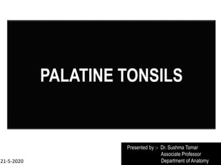 PALATINE TONSILS
Presented by :- Dr. Sushma Tomar
Associate Professor
Department of Anatomy
21-5-2020
 