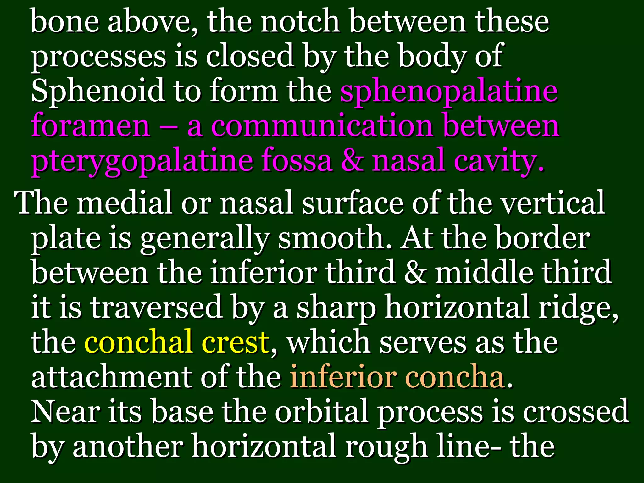 bone above, the notch between thesebone above, the notch between these
processes is closed by the body ofprocesses is closed by the body of
Sphenoid to form theSphenoid to form the sphenopalatinesphenopalatine
foramen – a communication betweenforamen – a communication between
pterygopalatine fossa & nasal cavity.pterygopalatine fossa & nasal cavity.
The medial or nasal surface of the verticalThe medial or nasal surface of the vertical
plate is generally smooth. At the borderplate is generally smooth. At the border
between the inferior third & middle thirdbetween the inferior third & middle third
it is traversed by a sharp horizontal ridge,it is traversed by a sharp horizontal ridge,
thethe conchal crestconchal crest, which serves as the, which serves as the
attachment of theattachment of the inferior conchainferior concha..
Near its base the orbital process is crossedNear its base the orbital process is crossed
by another horizontal rough line- theby another horizontal rough line- the
 