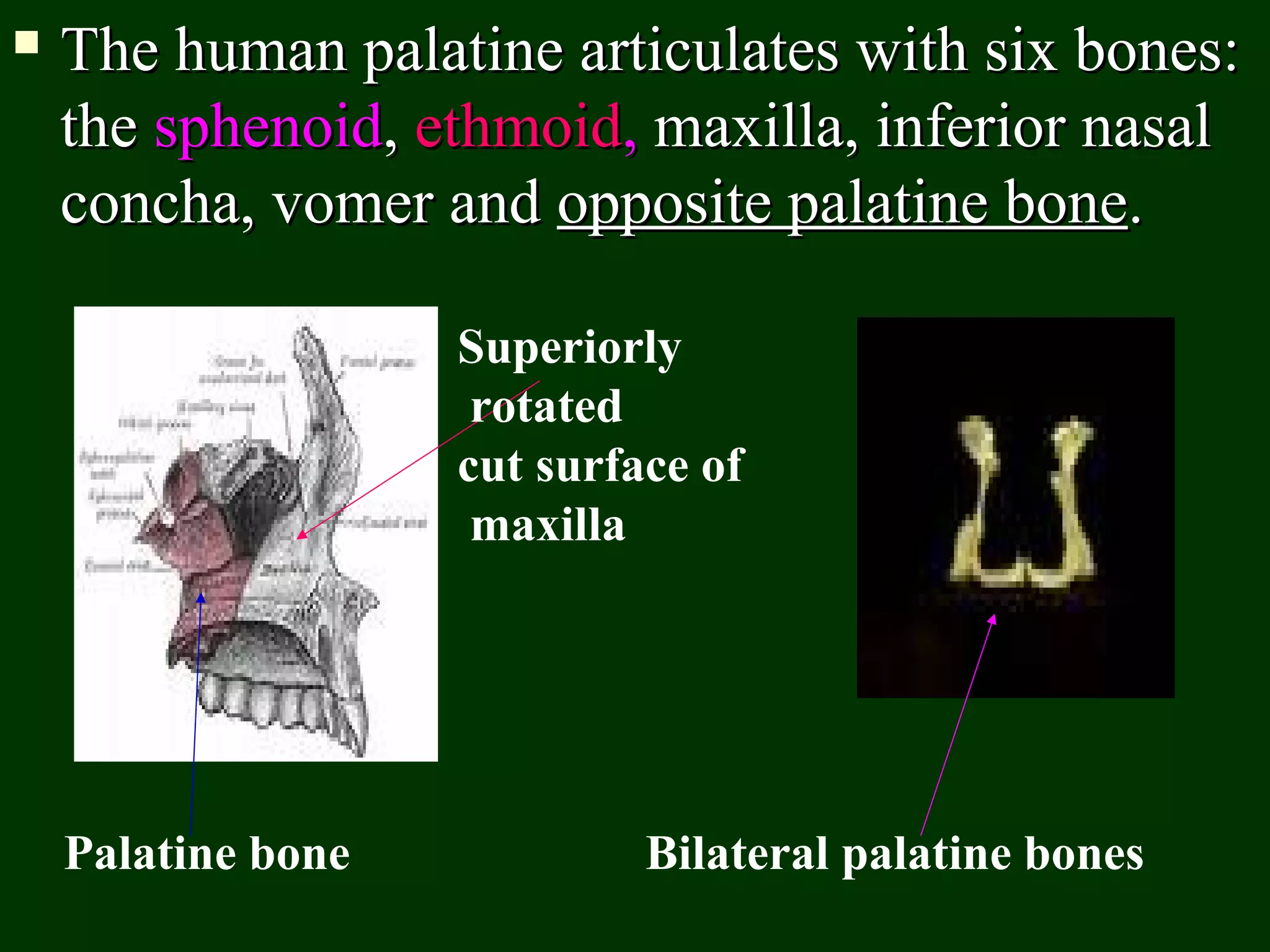  The human palatine articulates with six bones:The human palatine articulates with six bones:
thethe sphenoidsphenoid,, ethmoidethmoid,, maxilla, inferior nasalmaxilla, inferior nasal
concha, vomer andconcha, vomer and opposite palatine boneopposite palatine bone..
Superiorly
rotated
cut surface of
maxilla
Palatine bone Bilateral palatine bones
 