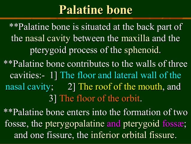 palatine bone palatine bone