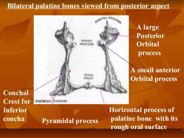 palatine bone palatine bone