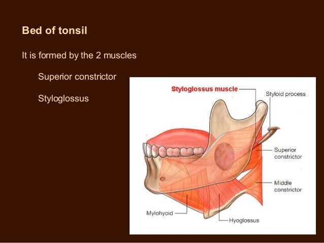 palatine tonsils