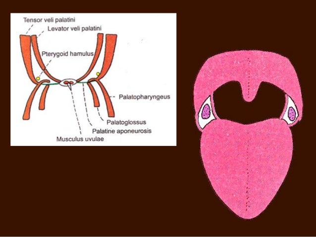 palatine tonsils