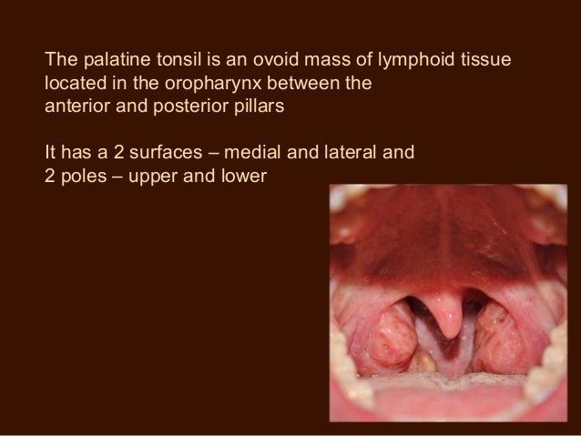 Palatine tonsil