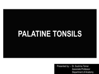 PALATINE TONSILS
Presented by :- Dr. Sushma Tomar
Associate Professor
Department of Anatomy
 