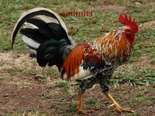 Galinha
 