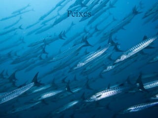 Peixes
 