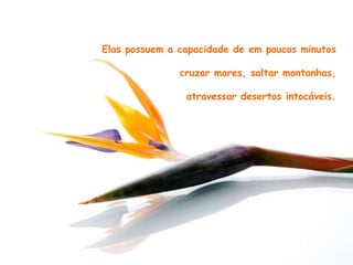 Elas possuem a capacidade de em poucos minutos cruzar mares, saltar montanhas, atravessar desertos intocáveis.