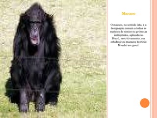 Macaco O macaco, no sentido lato, é a designação comum a todas as espécies de símios ou primatas antropóides, aplicada no Brasil, restritivamente, aos cebídeos (ou macacos do Novo Mundo) em geral. 