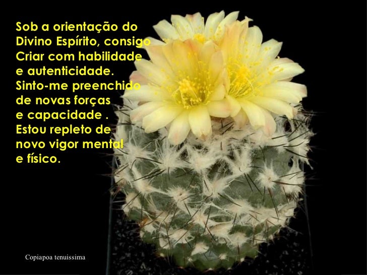 Resultado de imagem para 7 leis do sucesso Ho'oponopono Prosperidade frase