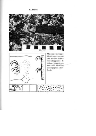Palazzo capece i