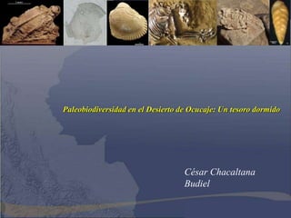 Paleobiodiversidad en el Desierto de Ocucaje: Un tesoro dormido




                                   César Chacaltana
                                   Budiel
 