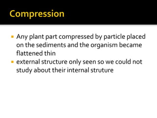 Paleobotany | PPTX
