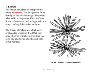 Ms. Ankita A. More
1. Leaves:
The leaves of Calamites are given the
name Annularia. The foliage was found
mostly on the smallest twigs. They were
whorled in arrangement. Each leaf was
linear or lanceolate, had a single vein and
ranged in length from 4 m to 5 mm.
The leaves of Calamites, which were
produced in whorls of 4 to 60 at each
node of aerial branches were either free
form one another or united along with
lower margins.
 