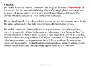 Ms. Ankita A. More
3. Strobili:
The strobili associated with the Calamitean stem are given the name Calamostachys. In
this, the strobilus had a central axis bearing whorls of sporangiophores. Alternating with
the whorls of sporangiophores were whorls of sterile appendages called bracts. The
sporangiophores had cruciately (cross shaped) branched apices.
The tip of each branch recurved towards the strobilar axis and had a sporangium at the tip.
The genus Calamostachys had both homosporous and heterosporous species.
The strobili or cones of Calamites showed wide arrangements , the majority of them ,
however, belonging to either of the two genera, Calamostachys and Palaeostachya. The
sporangiophores in the former genus stood out at right angles to the axis of the strobilus ,
while in the later case , they stood out at an angle of near about 45º. The sporangia may be
either homosporous or heterosporous even in the different species of the same genus.
Further in Calamostachys , the leaf bracts and sporangiophores appear in alternate whorl,
while in Palaeostachya , the sporangiophores appear in the axils of the bracts.
 