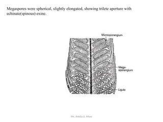 Ms. Ankita A. More
Megaspores were spherical, slightly elongated, showing trilete aperture with
echinate(spinous) exine.
 