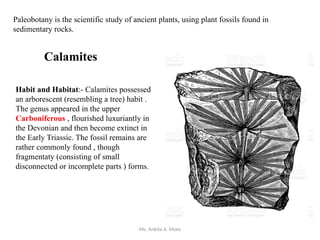 Ms. Ankita A. More
Paleobotany is the scientific study of ancient plants, using plant fossils found in
sedimentary rocks.
Calamites
Habit and Habitat:- Calamites possessed
an arborescent (resembling a tree) habit .
The genus appeared in the upper
Carboniferous , flourished luxuriantly in
the Devonian and then become extinct in
the Early Triassic. The fossil remains are
rather commonly found , though
fragmentaty (consisting of small
disconnected or incomplete parts ) forms.
 