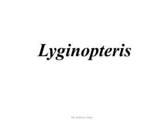 Ms. Ankita A. More
Lyginopteris
 