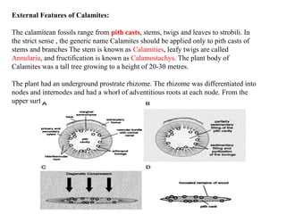 Ms. Ankita A. More
External Features of Calamites:
The calamitean fossils range from pith casts, stems, twigs and leaves to strobili. In
the strict sense , the generic name Calamites should be applied only to pith casts of
stems and branches The stem is known as Calamities, leafy twigs are called
Annularia, and fructification is known as Calamostachys. The plant body of
Calamites was a tall tree growing to a height of 20-30 metres.
The plant had an underground prostrate rhizome. The rhizome was differentiated into
nodes and internodes and had a whorl of adventitious roots at each node. From the
upper surface of the rhizome arose a number of aerial shoots.
 
