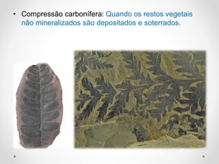 • Compressão carbonífera: Quando os restos vegetais
não mineralizados são depositados e soterrados.
 