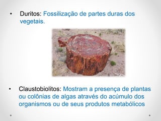 • Duritos: Fossilização de partes duras dos
vegetais.
• Claustobiolitos: Mostram a presença de plantas
ou colônias de algas através do acúmulo dos
organismos ou de seus produtos metabólicos
 