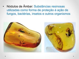 • Nódulos de Âmbar: Substâncias resinosas
utilizadas como forma de proteção à ação de
fungos, bactérias, insetos e outros organismos
 
