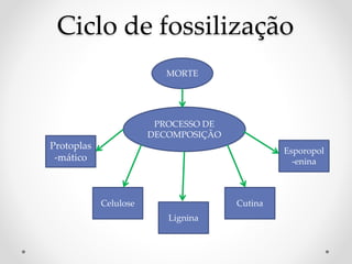Ciclo de fossilização
MORTE
PROCESSO DE
DECOMPOSIÇÃO
Protoplas
-mático
Celulose
Lignina
Cutina
Esporopol
-enina
 