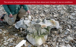 The remains of bowhead whales provide clues about past changes in sea ice conditions
 