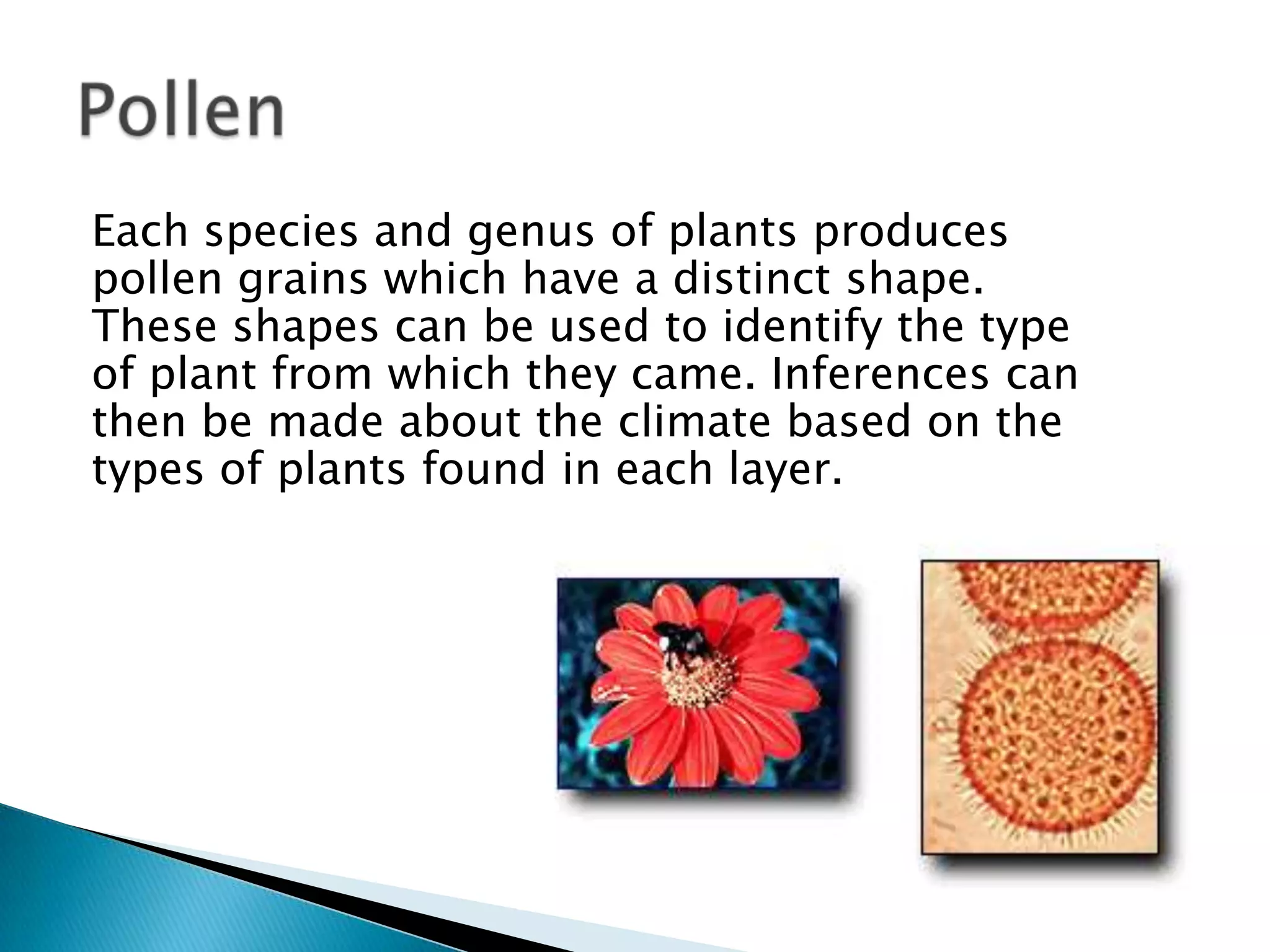 Each species and genus of plants produces
pollen grains which have a distinct shape.
These shapes can be used to identify the type
of plant from which they came. Inferences can
then be made about the climate based on the
types of plants found in each layer.
 