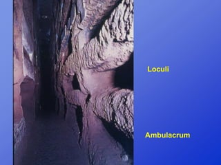 Loculi




Ambulacrum
 