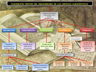 PALEOGRAFÍA DENTRO DEL ORGANIGRAMA DE LAS PALEOGRAFÍA DENTRO DEL ORGANIGRAMA DE LAS CCIIEENNCCIIAASS HHUUMMAANNÍÍSSTTIICCAASS.. 
Conjunto de disciplina 
relacionadas con el 
Conjunto de disciplina 
relacionadas con el 
estudio 
estudio 
de documentos 
de documentos 
DIPLOMATICA SIGILOGRAFIA CODICOLOGIA PALEOGRAFIA EPIGRAFIA 
Estudio de 
Estudio de 
documentos con 
validez jurídica 
documentos con 
validez jurídica 
Estudio de los 
sellos de los 
documentos 
Estudio de los 
sellos de los 
documentos 
Estudio de los 
libros como objeto 
Estudio de los 
libros como objeto 
físico 
físico 
Estudio de las 
diferentes 
escrituras 
Estudio de las 
diferentes 
escrituras 
Estudio de la 
escrituras de 
inscripciones en 
piedra o en 
Estudio de la 
escrituras de 
inscripciones en 
piedra o en 
moneda 
moneda 
Puede considerarse 
una especialidad de 
CCoonn e el ol obbjejetitviovo d dee 
Determinar su 
autenticidad 
Determinar su 
autenticidad 
Clasificar sus 
características 
Clasificar sus 
características 
Explicar la razón de su 
existencia y validez 
Explicar la razón de su 
existencia y validez 
histórica 
histórica 
Paleografía 
de Lectura 
Paleografía 
de Lectura 
Paleografía 
de Análisis 
Paleografía 
de Análisis 
Historia de la 
escritura 
Historia de la 
escritura 
SuSus ss usubbddisicsicpiplinlina as osonn 
 