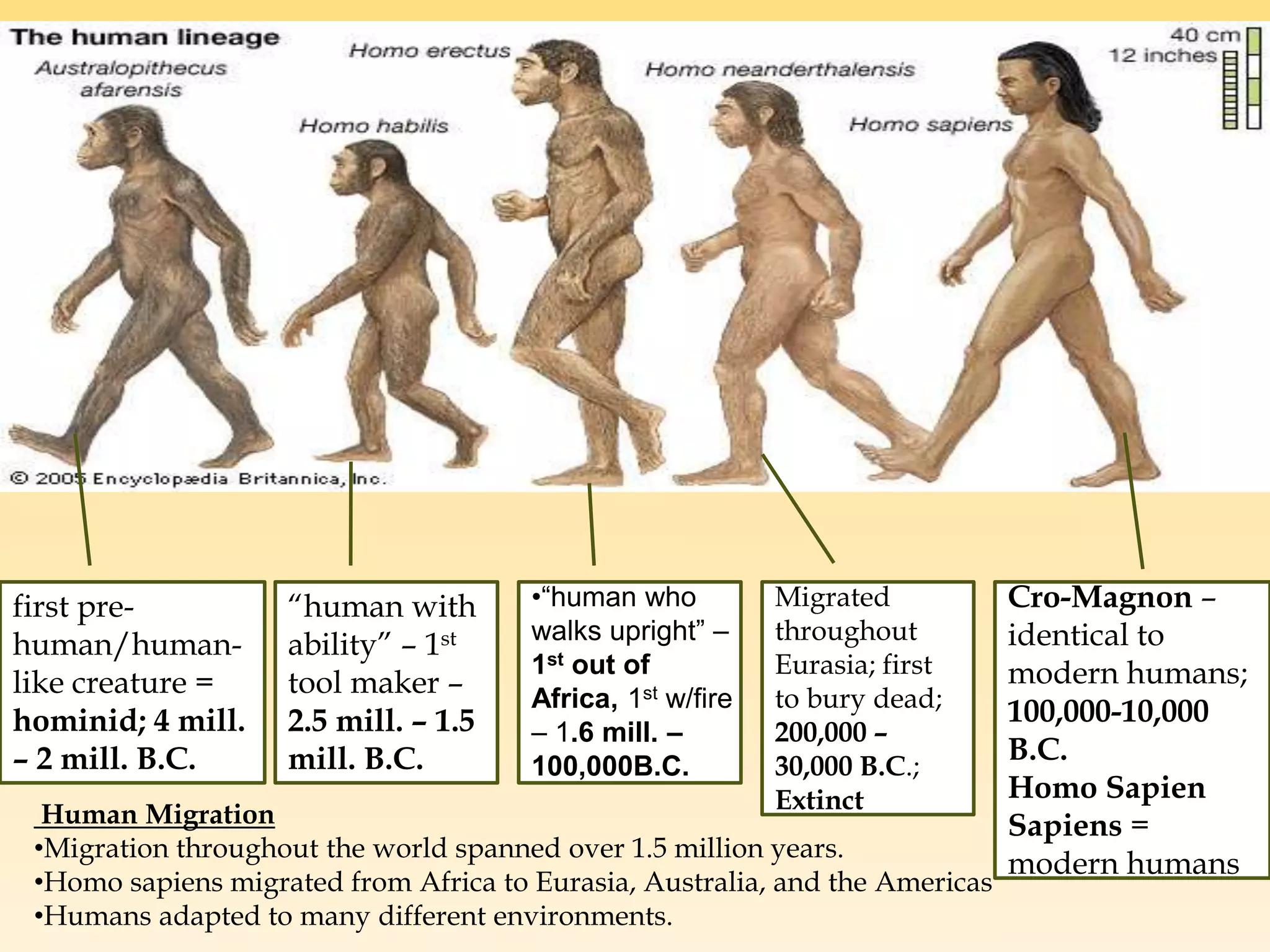 first pre-
human/human-
like creature =
hominid; 4 mill.
– 2 mill. B.C.
“human with
ability” – 1st
tool maker –
2.5 mill. – 1.5
mill. B.C.
Migrated
throughout
Eurasia; first
to bury dead;
200,000 –
30,000 B.C.;
Extinct
Cro-Magnon –
identical to
modern humans;
100,000-10,000
B.C.
Homo Sapien
Sapiens =
modern humans
•“human who
walks upright” –
1st out of
Africa, 1st w/fire
– 1.6 mill. –
100,000B.C.
Human Migration
•Migration throughout the world spanned over 1.5 million years.
•Homo sapiens migrated from Africa to Eurasia, Australia, and the Americas
•Humans adapted to many different environments.
 