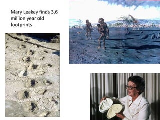 Mary Leakey finds 3.6
million year old
footprints
 