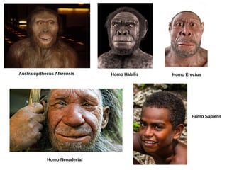 Australopithecus Afarensis Homo Habilis Homo Erectus
Homo Nenadertal
Homo Sapiens
 