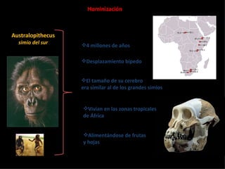 Hominización Australopithecus simio del sur 4 millones de años Desplazamiento bípedo El tamaño de su cerebro era similar al de los grandes simios Alimentándose de frutas  y hojas Vivían en las zonas tropicales de África 