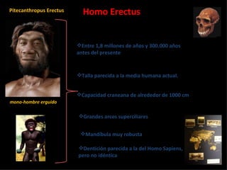 Homo Erectus Entre 1,8 millones de años y 300.000 años antes del presente Pitecanthropus Erectus mono-hombre erguido Talla parecida a la media humana actual. Capacidad craneana de alrededor de 1000 cmᶟ Grandes arcos superciliares Mandíbula muy robusta Dentición parecida a la del Homo Sapiens, pero no idéntica 