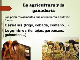 La agricultura y la
ganadería
Los primeros alimentos que aprendieron a cultivar
fueron:
 Cereales (trigo, cebada, centeno…)
 Legumbres (lentejas, garbanzos,
guisantes…)
 