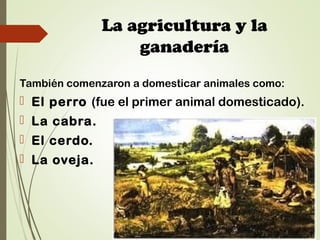 La agricultura y la
ganadería
También comenzaron a domesticar animales como:
 El perro (fue el primer animal domesticado).
 La cabra.
 El cerdo.
 La oveja.
 