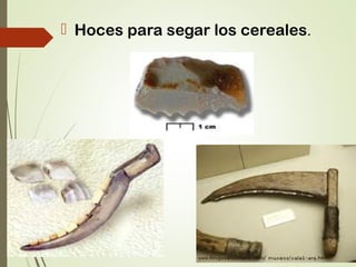  Hoces para segar los cereales.
 